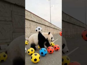 panda football laya 🐼⚽😂 ICC Women’s T20 World Cup 2026 | #comedy #funny #shorts #ytshorts